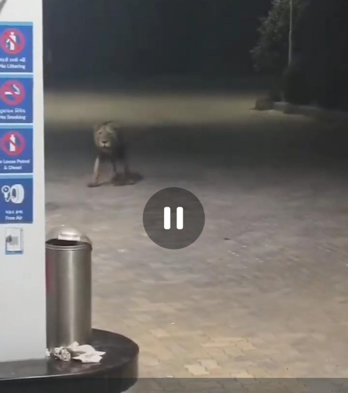 Attempt to spread rumours by posting video of lion roaming around petrol pump