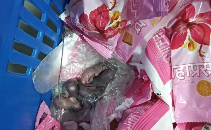 After Tirupati, there was a ruckus over Siddhivinayak Prasad! Baby rats found in packets of laddus, temple trust gave clarification